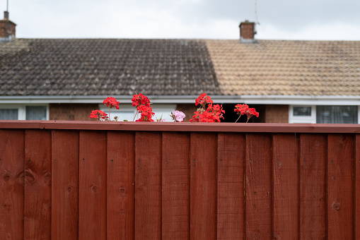 Abstract view of summer flowers seen growing at the rear of a garden seen from the street. Terraced bungalows can be seen beyond the fence.