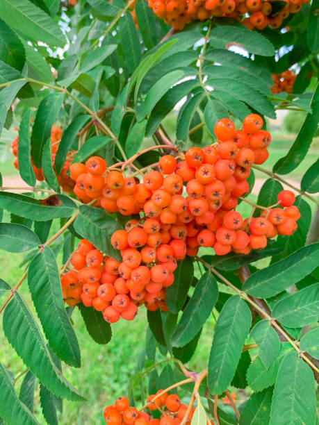 秋花楸浆果ashberry 欧洲花楸库存照片 Freeimages