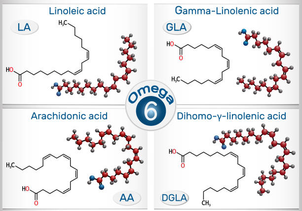 ilustraciones, imágenes clip art, dibujos animados e iconos de stock de omega-6, ácidos grasos poliinsaturados. ácido linoleico (la), ácido gamma-linolénico (gla), ácido araquidónico (aa, ara), ácido dihomo-gamma-linolénico (dgla) - ácido grasos