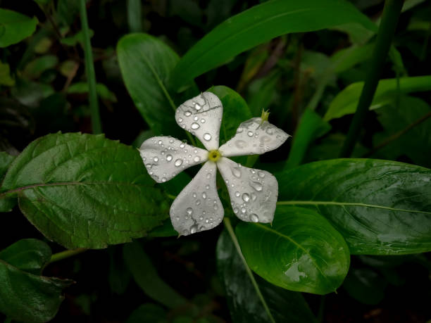 gouttelettes sur fleur blanche de sadafuli - catharanthus photos et images de collection