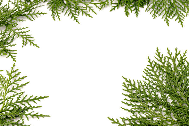 istock Fresh cypress branch isolated on white background. 1338297672