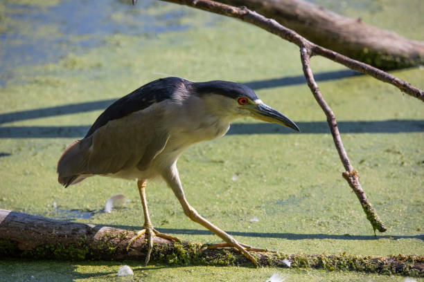 istock The black-crowned night heron on the marsh 1338297700