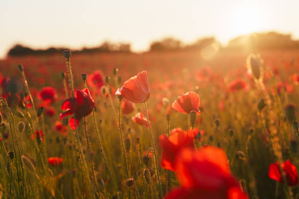istock Poppy flowers meadow and nice sunset scene 1338298705