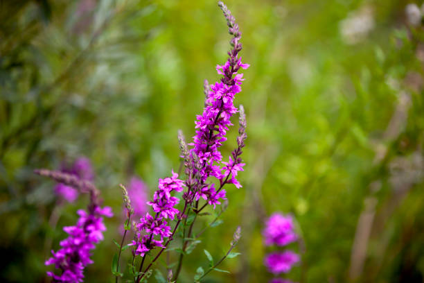 Flowering purple loosestrife in a marsh in Ontario. Flowering purple loosestrife in a marsh in Ontario. lythrum salicaria purple loosestrife stock pictures, royalty-free photos & images