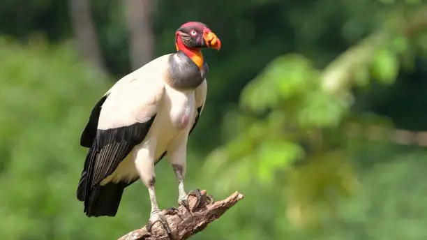 Photo of The king vulture (Sarcoramphus papa). Genus Sarcoramphus. New World vulture family Cathartidae