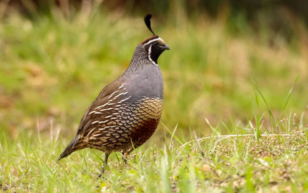 istock California quail, Callipepla 1338299106