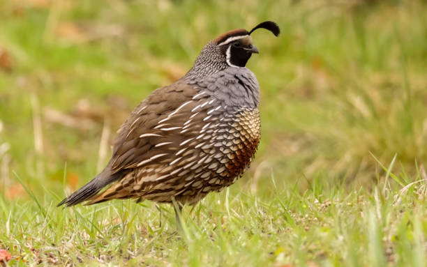 istock California quail, Callipepla 1338299107