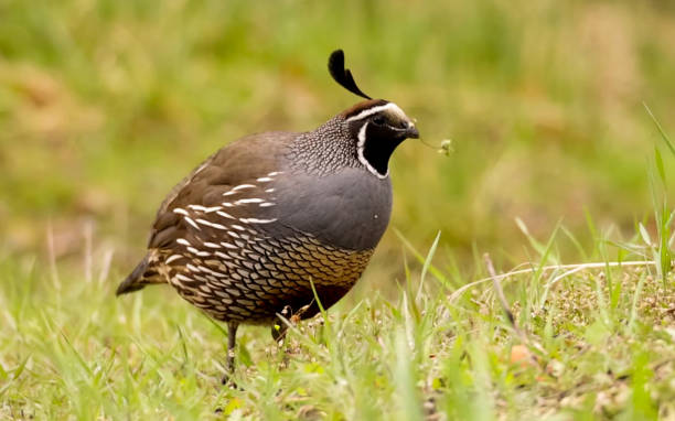 istock California quail, Callipepla 1338299114