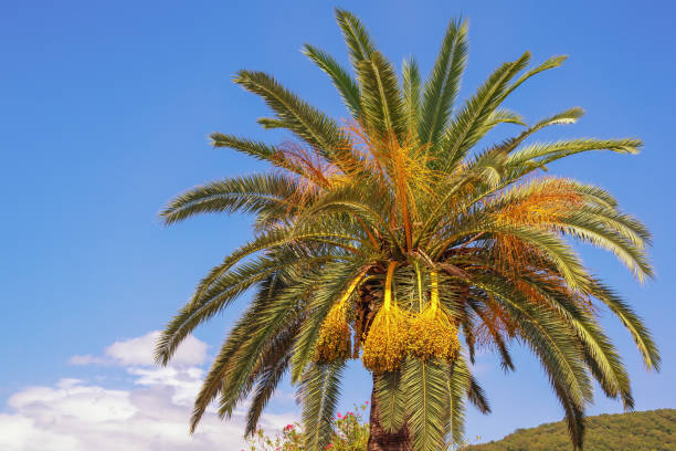 istock Canary Island Date Palm against blue sky 1338299834