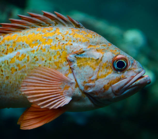 Rockfish Vermilion Rockfish ocean perch stock pictures, royalty-free photos & images