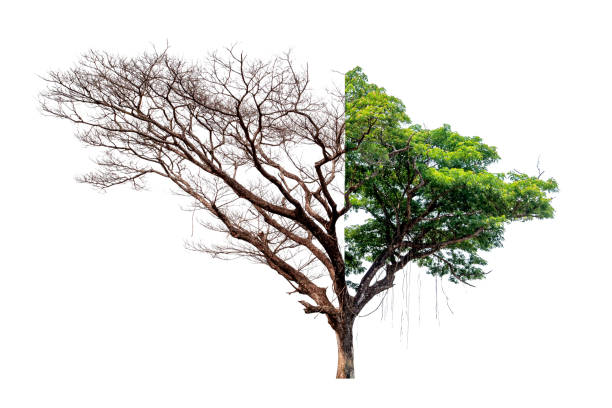 istock Concept of doubleness. Dead tree on one side and living tree on the different side. Isolated on white background.File contains with clipping path. 1338301193