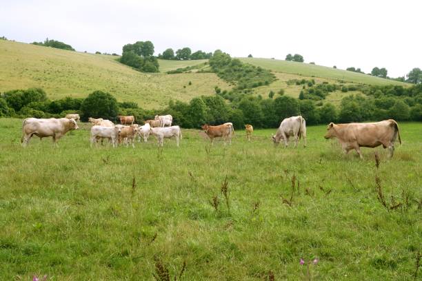 istock Beige cows cattle  eating in green  meadow 1338301204