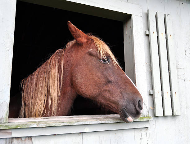 istock Brown Horse in Barn 133830151