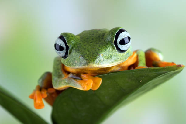 Black-webbed tree frog ( Rhacophorus reinwardtii )  hanging on a leaf Rhacophorus reinwardtii is a medium to large-sized tree frog with a broad head red amphibian frog animals in the wild stock pictures, royalty-free photos & images