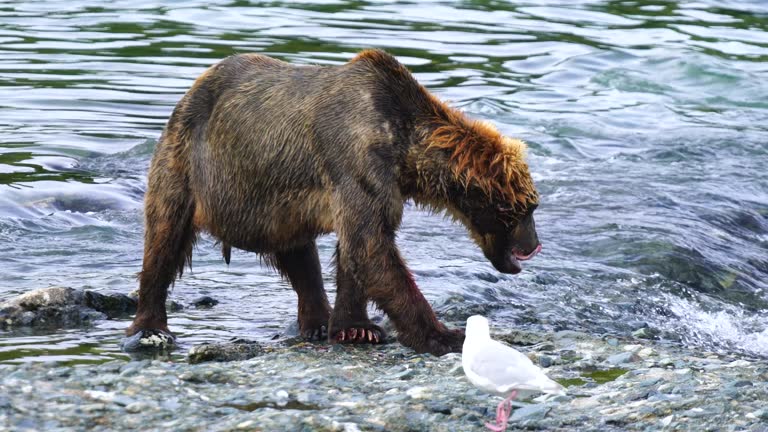 A large Grizzly Bear comes very close eating large bites of Salmon before cleaning himself