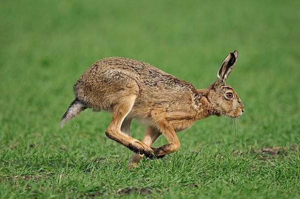 europäische hare europaeus lepus - hase wildfleisch stock-fotos und bilder