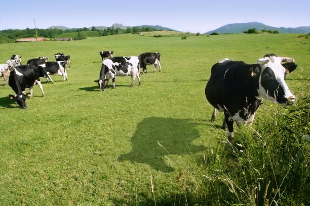 Cows on the meadow fresian in black and white females