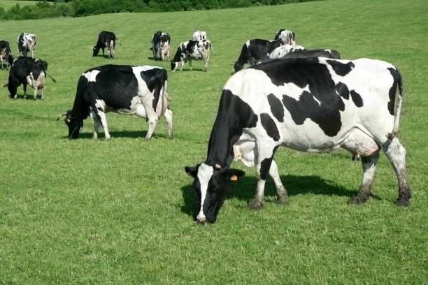 istock Cows on the meadow fresian cattle 1338302262