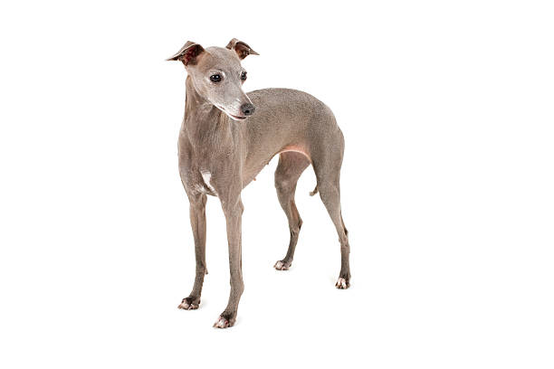 イタリアのグレイハウンド - italian greyhound ストックフォトと画像