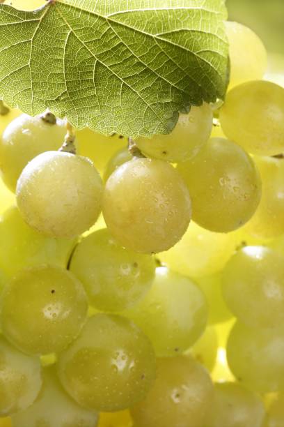 istock Delicious yellow autumn grape fruit 1338302438