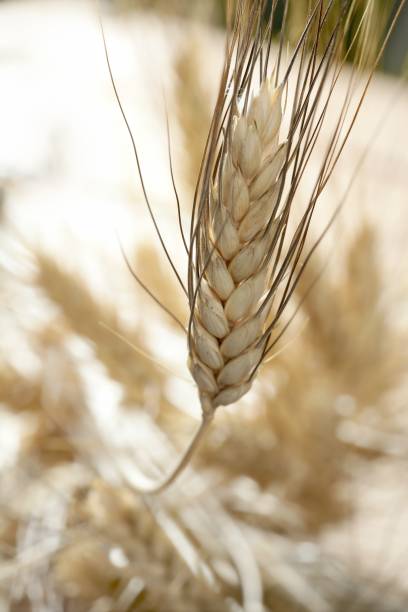 istock golden wheat cereal, still life 1338302661