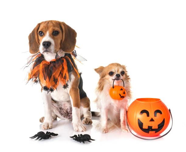 istock beagle dog, chihuahua and halloween 1338302785