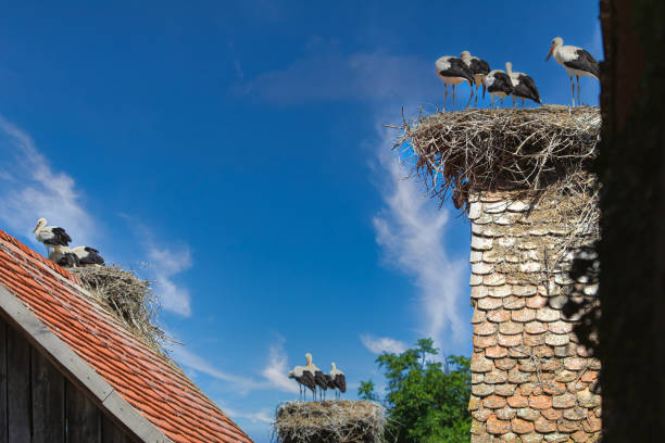 Storks