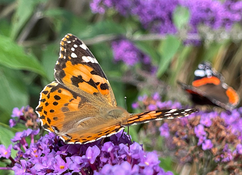 Painted lady in the foreground. Blurred is a red admiral. The bush is a butterfly bush or buddleia. Vanessa cardui and Vanessa atalanta..