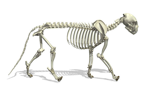 kot szkielet - animal skull animal bone anatomy animal zdjęcia i obrazy z banku zdjęć