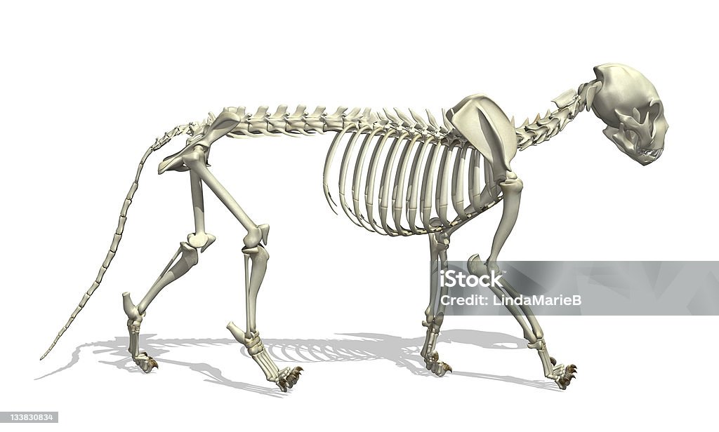 Esqueleto de gato - Foto de stock de Gato doméstico royalty-free