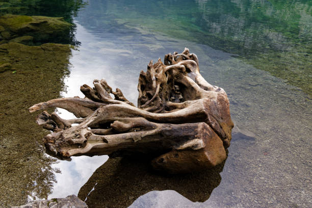 washed out tree stump in turquoise water, over many years this tree became this shape, day without people
