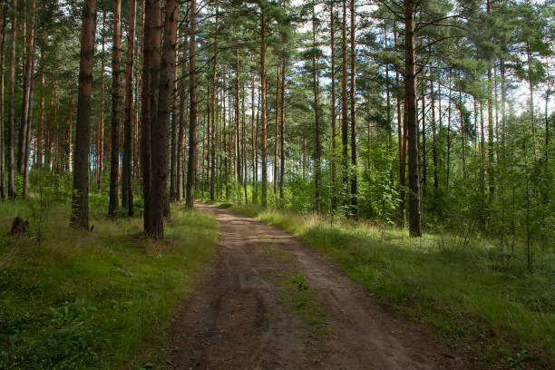 istock Walk along the road in a pine forest. 1338310529