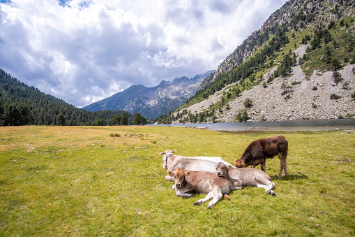 herd of cows with some calves resting in a high mountain landscape in the Pyrenees of Lleida, Estany Llong, Aiguestortes, Spain