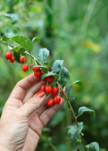 raccolta di bacche di goji. una mano femminile tocca bacche di goji fresche su un ramo di cespuglio nel giardino. - weight women medicine lost foto e immagini stock