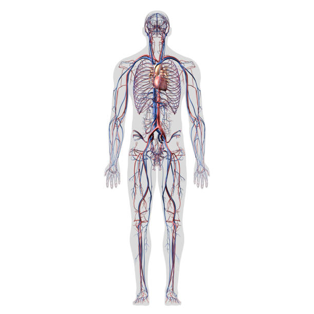 istock Circulatory System Full Body Anatomy Front View 1338311647