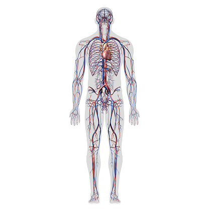 Human Cardiovascular System, Male Anterior View, No Genitalia, on White Background, Computer generated image.