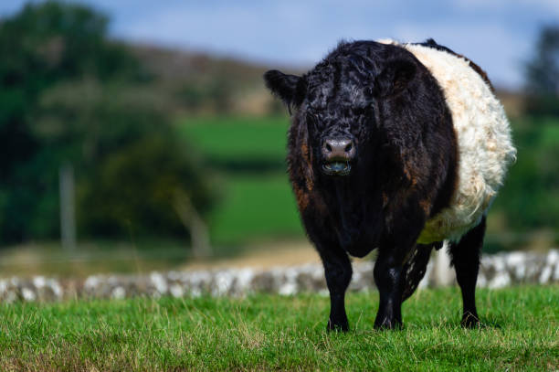 istock One black and white Belted Galloway cow in a field 1338311843