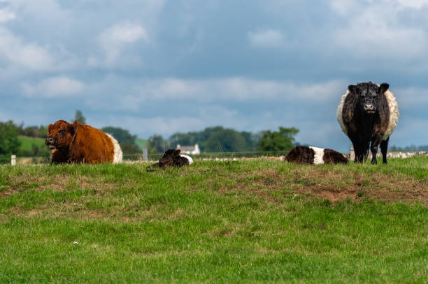 istock Two Belted Galloway cows with young calves 1338311872