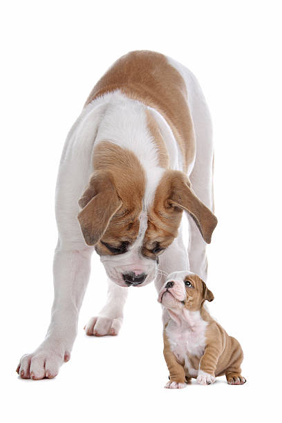 istock big dog small puppy 133831205