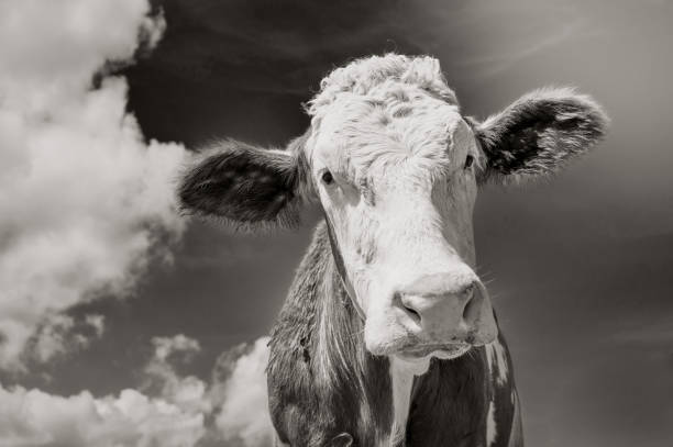 istock cow portrait, close up in black and white 1338312509