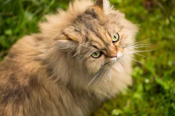 istock Fluffy long-haired cat, close-up portrait outdoors. 1338312556