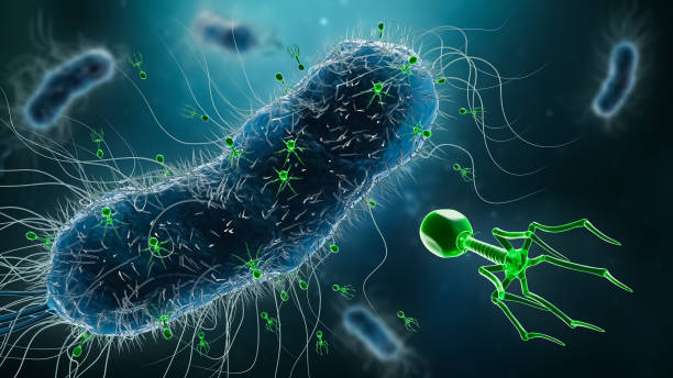 istock Group of phages or bacteriophages infecting bacteria 3D rendering illustration. Microbiology, science, medicine, biology, medical and healthcare concepts. 1338313294
