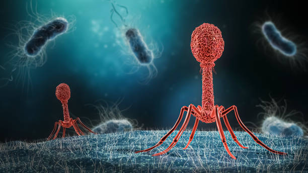 Phage infecting bacteria close-up 3D rendering illustration. phage inserting its DNA into a bacteria 3D rendering illustration close-up. Microbiology, medical, bacteriology, biology, science, healthcare, medicine, infection concepts. stock photo