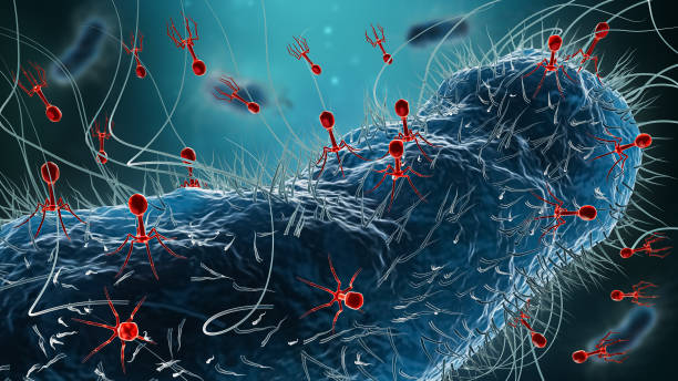 Generic bacteria such as Escherichia coli infected by group of phages or bacteriophages 3D rendering illustration. Microbiology, medicine, science, medical research, bacteriology, concept. stock photo