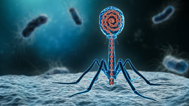 istock phage inserting its DNA into a bacterium 3D rendering illustration close-up. Microbiology, medical, bacteriology, biology, science, healthcare, medicine, infection concepts. 1338313561
