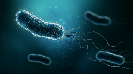 Grupo de bacterias como Escherichia coli, Helicobacter pylori o salmonella 3D renderizando ilustración sobre fondo azul. Microbiología, medicina, biología, ciencia, salud, medicina, conceptos de infección. photo