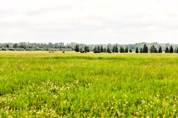 Buffalo grazing at Rocky Mountain House in Alberta
