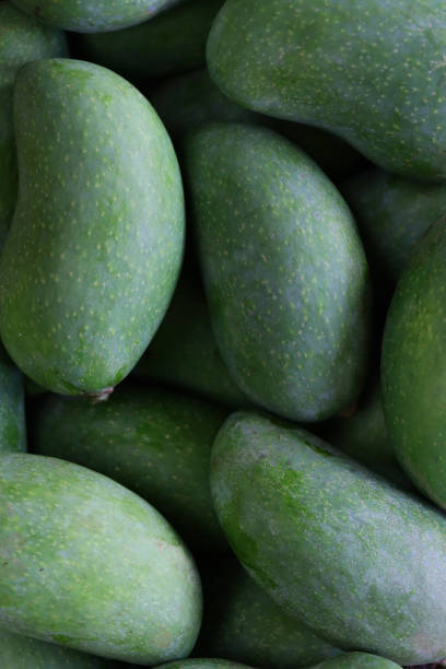 istock Full frame image of heap of whole, raw, tropical mango fruit, green skins, elevated view 1338315197