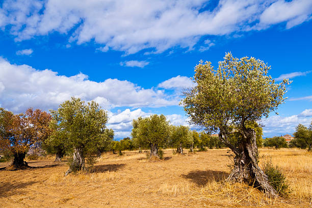 istock Olive Trees in the countryside 133831676