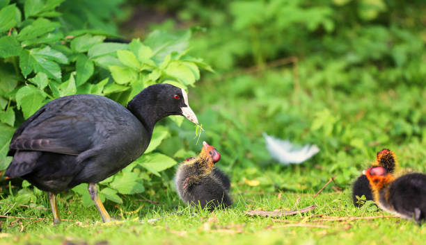 Pond_Claw moorhen is feeding its chick with grass moorhen bird water bird black stock pictures, royalty-free photos & images